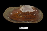 藏品(西施舌(西刀舌))的圖片